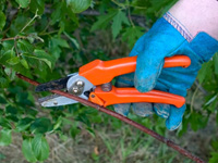 pruning