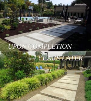 After and 4 Years Later - Landscaping Project in SW Portland