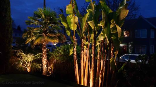 Outdoor Lighting on Hardy Banana Tree & Palm Trees We Installed in Beaverton