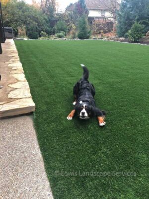 Synthetic Turf is GREAT for Dogs! 