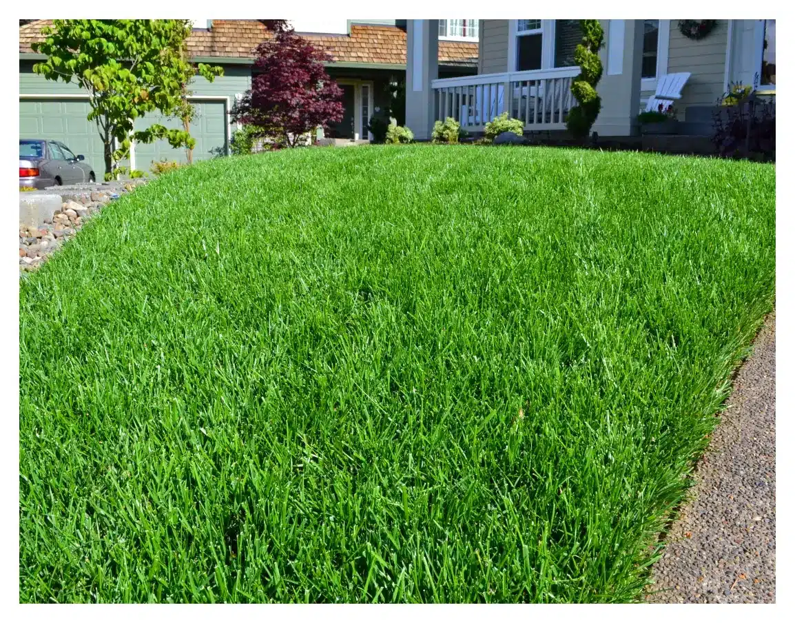 New SOD Lawns