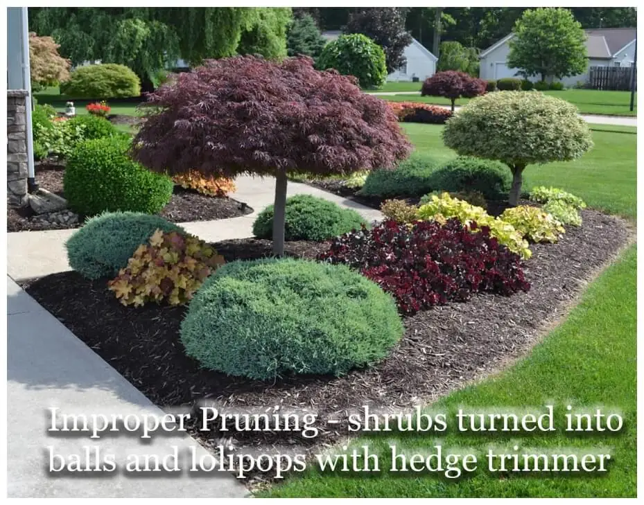 Pruning