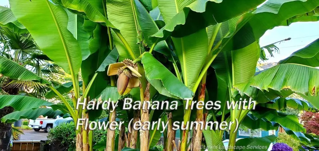 Palm Trees & Tropical Plantings / Landscapes In Portland Area