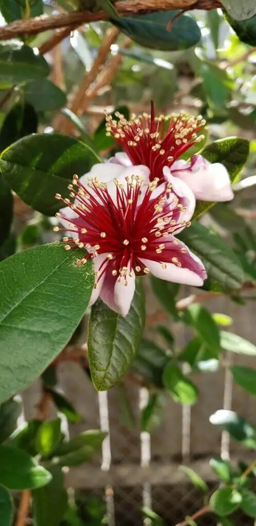 Palm Trees & Tropical Plantings / Landscapes In Portland Area