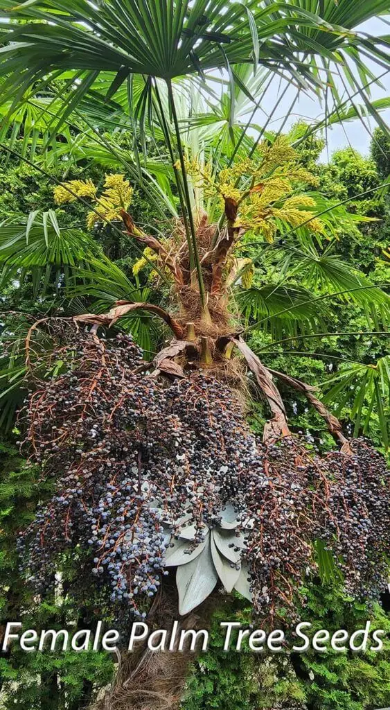 Palm Trees & Tropical Plantings / Landscapes In Portland Area