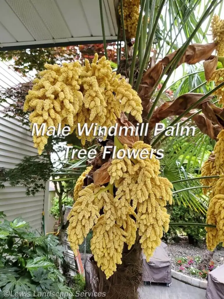 Palm Trees & Tropical Plantings / Landscapes In Portland Area