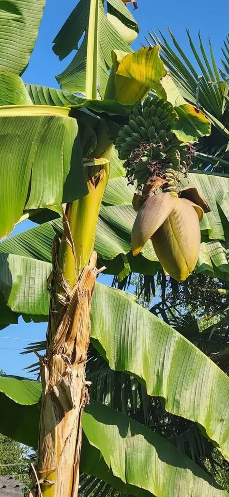 Palm Trees & Tropical Plantings / Landscapes In Portland Area