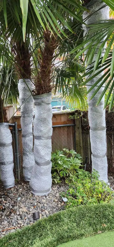 Palm Trees & Tropical Plantings / Landscapes In Portland Area