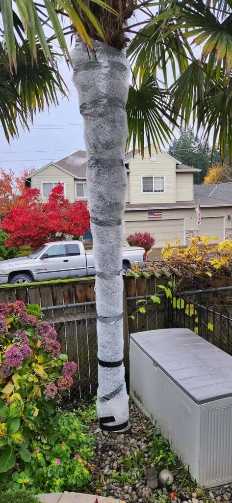 Palm Trees & Tropical Plantings / Landscapes In Portland Area