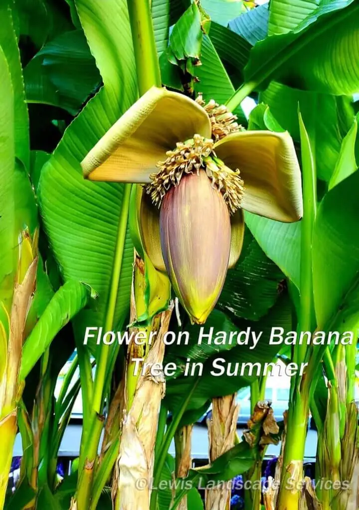 Palm Trees & Tropical Plantings / Landscapes In Portland Area