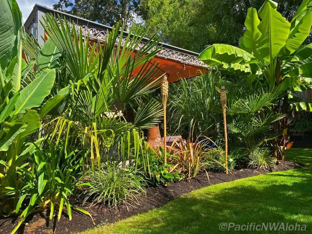Palm Trees & Tropical Plantings / Landscapes In Portland Area