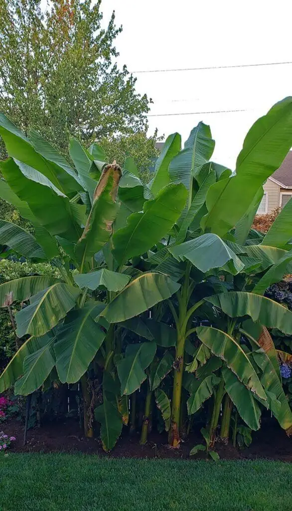 Palm Trees & Tropical Plantings / Landscapes In Portland Area