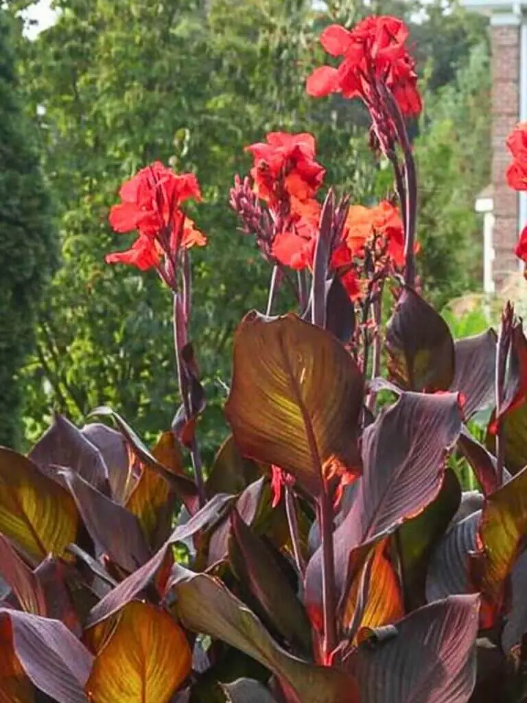 Palm Trees & Tropical Plantings / Landscapes In Portland Area