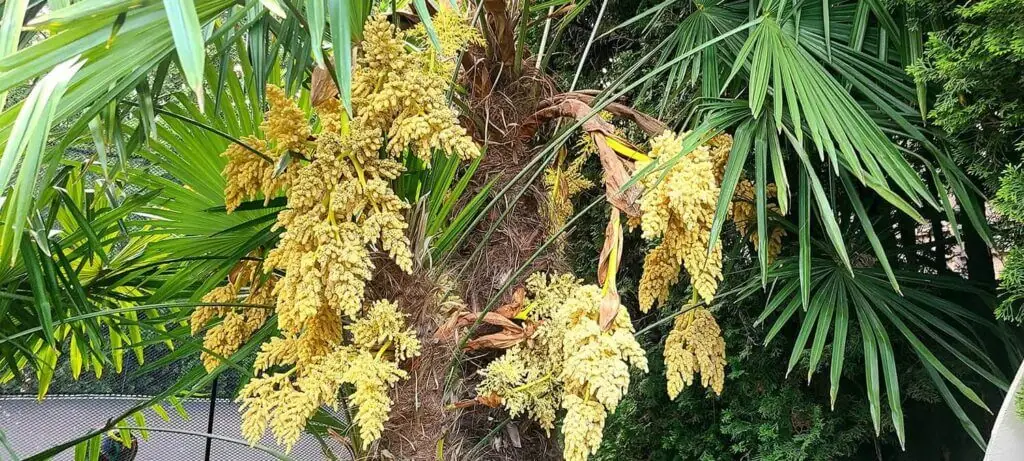 Palm Trees & Tropical Plantings / Landscapes In Portland Area