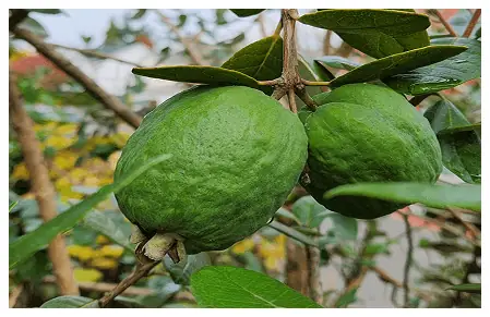 Tropical Plantings guava In the Portland Area